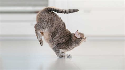 How Long Does It Take to Get Good at Yoga, and Why Do Cats Always Land on Their Feet?