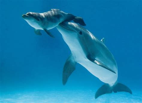 How to Teach Baby to Swim: And Why Dolphins Might Be Better Coaches Than You