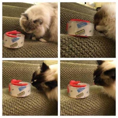 Is Ellenos Yogurt Healthy? And Why Do Cats Love It?