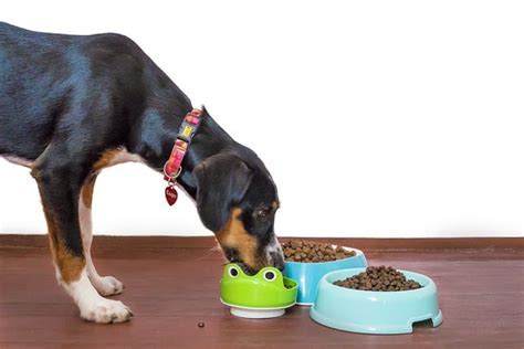 Is Pork Healthy for Dogs? And Why Do Some Dogs Prefer Pineapples Over Bacon?