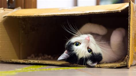 ups 問い合わせ: なぜ猫は箱を愛するのか？